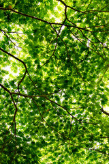 Obraz premium Green maple leaves, not yet turned red, in Japan in early summer