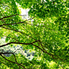 Fototapeta premium Green maple leaves, not yet turned red, in Japan in early summer