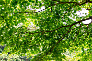 Fototapeta na wymiar Green maple leaves, not yet turned red, in Japan in early summer
