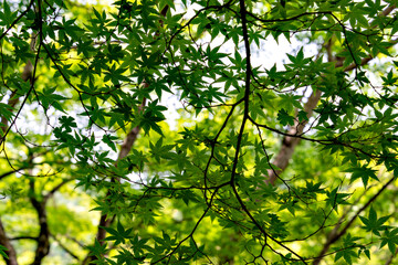 Green maple leaves, not yet turned red, in Japan in early summer