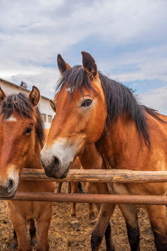 Horses in the paddock at the farm. Photographed close-up on a sky background.