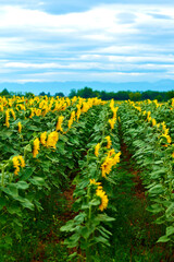 Fototapeta na wymiar sunflower field in summer