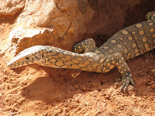 Australian monitor lizard
