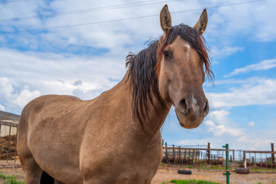 Portrait of a horse on a farm. Photographed close-up on a sky background.