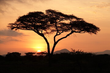 Naklejka na ściany i meble Sonnenaufgang Amboseli Ökosystem Tansania 