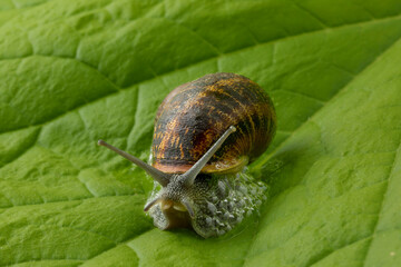  Land snail at a green leaf
