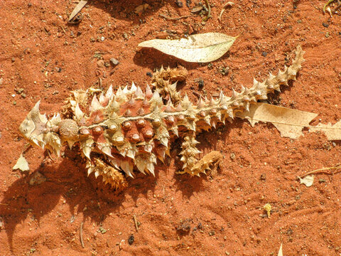 Australian Thorny devil (mountain devil, thorny lizard, thorny dragon, moloch)