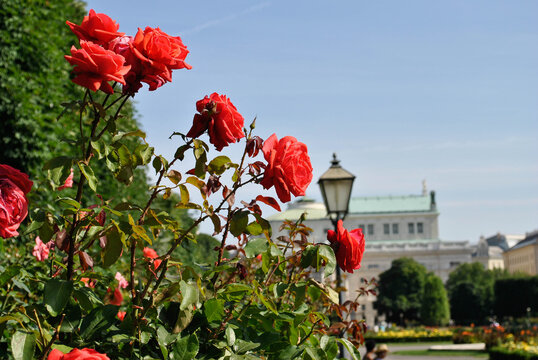 romantic roses