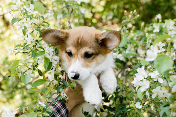 red Corgi puppy in Apple trees