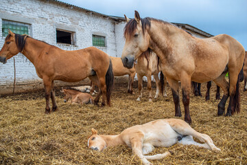 Horses graze on a farm in the corral. Photographed close-up.