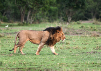 The lion king on the walk, Masai Mara