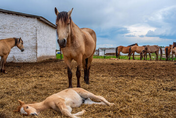 Horses graze on a farm in the corral. Photographed close-up.