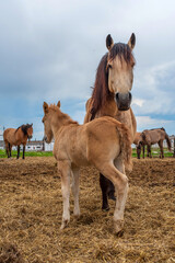 Horses graze on a farm in the corral. Photographed close-up.