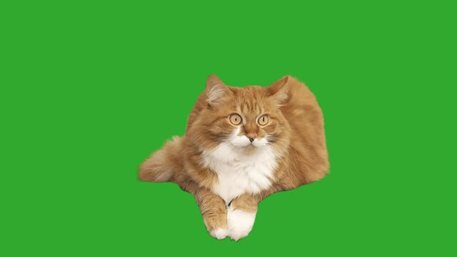 red cat stares intently on a green screen