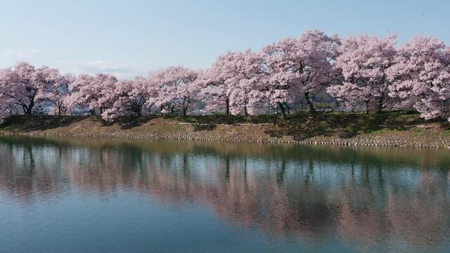 池に映り込む桜並木：長野県伊那市高遠にある六道の堤（ズームアウト）