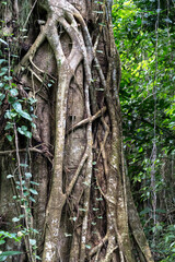 Root-bound trunk of large tree in the rainforest