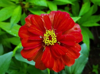 red zinnia flower