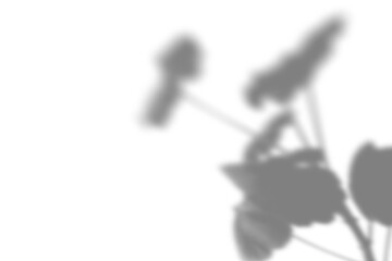 Summer plant shadow background. Shadow of the flower of happiness milkweed on the white wall. White and black for of geranium a photo or mockup