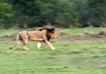 Lion brisk walk, Masai Mara, a panning effect