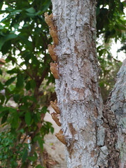 Obraz premium Cicadas are lined up on the tree.