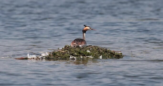 gr&egrave;be hupp&eacute; (podiceps cristatus) sur son nid