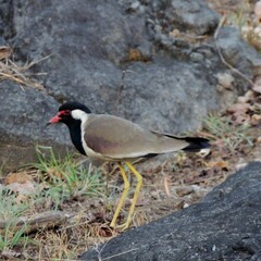 Red-wattled Lapwing