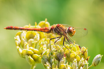 Sympetrum striolatum Common Darter posing closeup