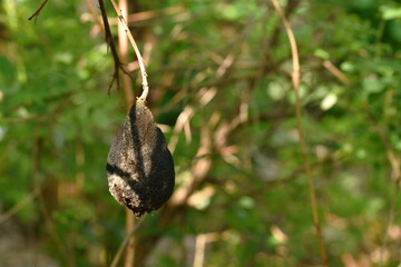 wither finger lime fruit on branch in garden