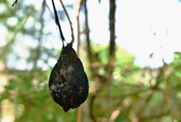 wither finger lime fruit on branch in garden