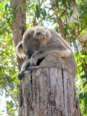 A cute koala bear sleeping on a tree stump taken in Australia, New South Wales