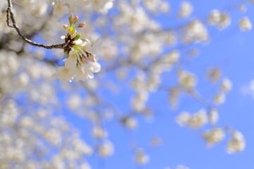 桜 (ソメイヨシノ)