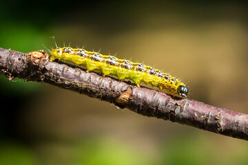 Box tree moth caterpillar, Cydalima perspectalis, closeup feeding