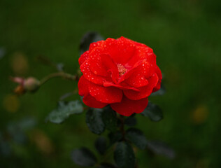 Obraz premium Bright Red Fresh Maidy Rose Buds.Reimer Kordes w ogrodzie botanicznym latem