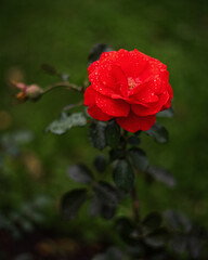 Obraz premium Bright Red Fresh Maidy Rose Buds.Reimer Kordes in the botanical garden in summer