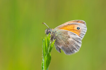 Small heath butterfly Coenonympha pamphilus resting