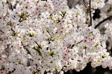 桜 (ソメイヨシノ)