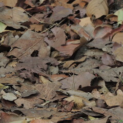 autumn leaves in the forest