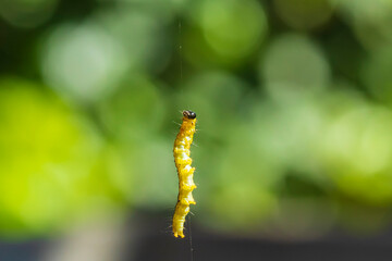 Box tree moth caterpillar, Cydalima perspectalis, closeup feeding