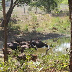 Herd of wild Gaur drinking water