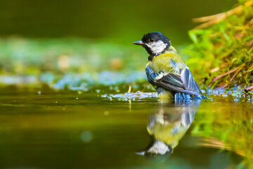 Obraz na płótnie Canvas Closeup of a great tit bird Parus Major, drinking, washing, preening and cleaning in water.