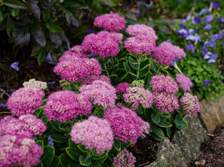 fluffy flowering pink shrubs Spirea Japanese Little Princesses in a green summer garden