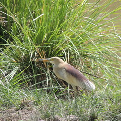 Indian Pond Heron