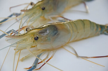 Big black eyes of giant freshwater prawns