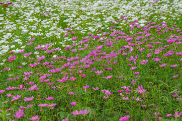 Beautiful pink and white cosmos flowers