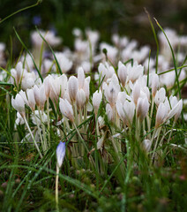 many small fresh white blooming crocuses and saffron tender with white stems