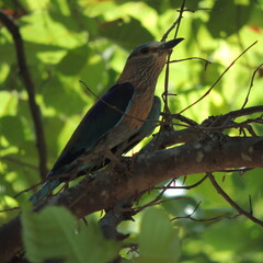 Indian Roller