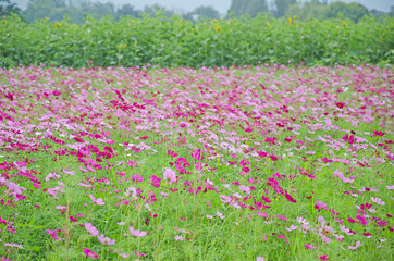 Cosmos flower field with green tree background