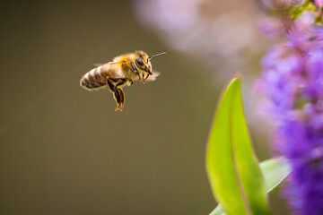 Apis mellifera Honey bee pollination
