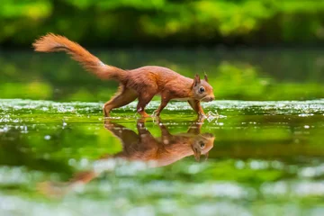 Tableau sur aluminium  Closeup of a wild Eurasian red squirrel, Sciurus vulgaris, eating, foraging in shallow water in forest. Beautiful sunlight colors and reflection  © Sander Meertins