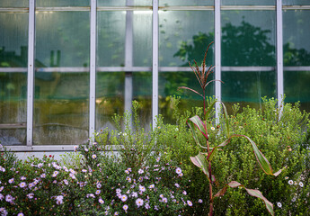 many different summer greens and flowering plants on the background of the window
